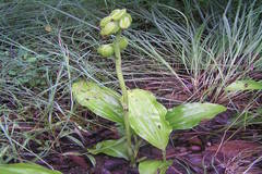 Geodorum densiflorum